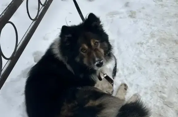 Найдена собака на ул. Гагарина, Томск