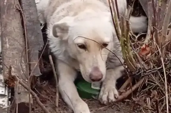Найдена собака, Воронеж, фото: Собака найдена: Дачный проспект, 38