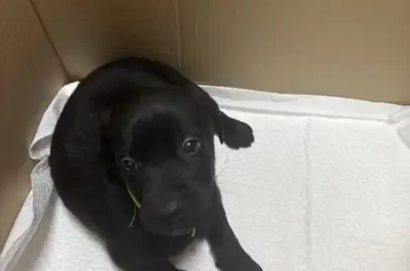 Найдена собака, Обнинск, фото: Щенок лабрадора найден на Поленова, 2