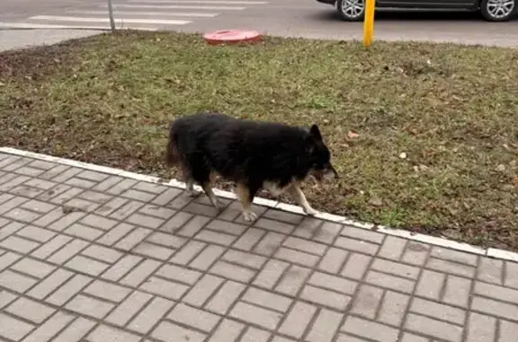 Найдена собака, Воронеж, фото: Собака найдена: ул. 20-летия Октября, 84