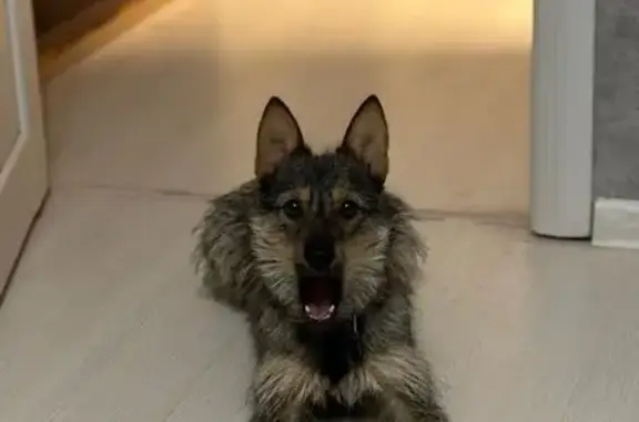 Пропала собака в районе Новобродовского, Пермь