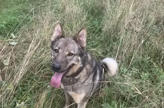 Пропала собака, Дорога Жизни 86