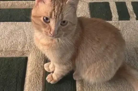 Кошки потеряшки, Уфа, фото: Потеряшка кошка, Черниковка, Уфа