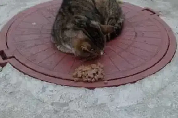 Найдена кошка, Калининград, фото: Котик найден на Машиностроительной, 60