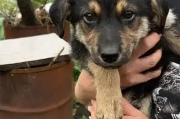 Пропали щенки в СНТ Колющенец, Челябинск