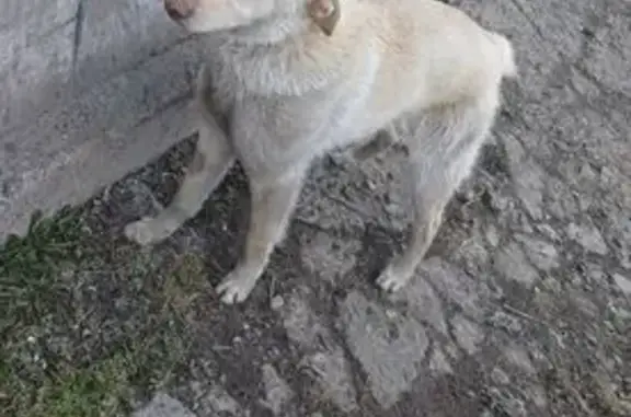 Пропала собака, Каштак 46, Томск