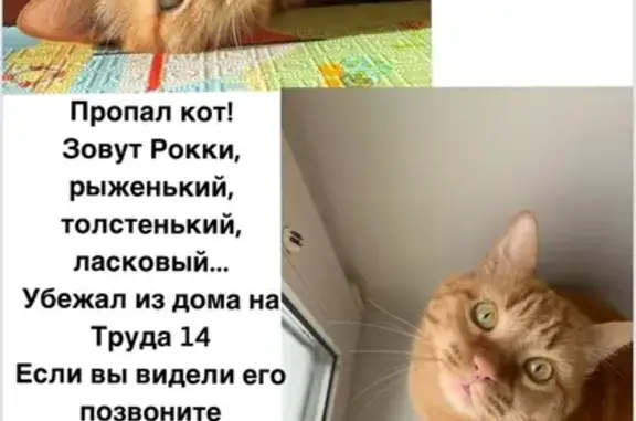 Пропала кошка, ул. Труда, 14, Владимир