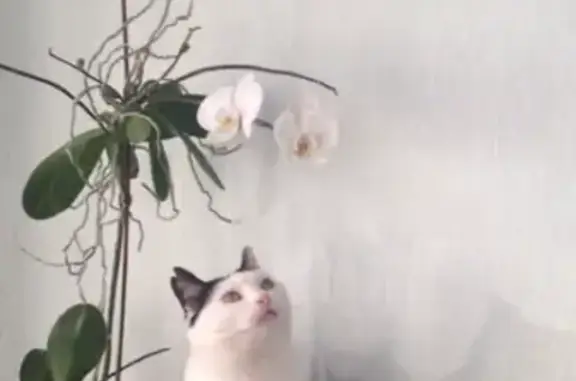 Пропала кошка, Муром, Владимирская обл.