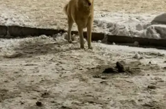 Найдена собака, Горно-Алтайск, фото: Собака найдена: Коммунистический пр. 155