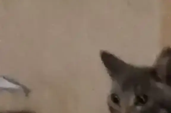 Пропала кошка, Центральная 18, Красный Ключ