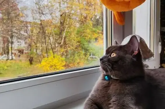 Пропал серый кот, Парковая ул, 6, Нахабино