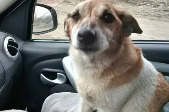 Найдена собака, Саратов, фото: Саратов: найдена собака, ул. Чернышевского 80