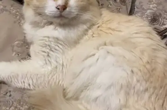 Пропала кошка, ул. Крылова, 9, Кимовск