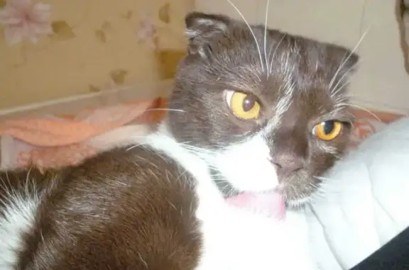 Кошки потеряшки, Михайловск, фото: Потеряшка кошка, ул. Ахматовой, Михайловск