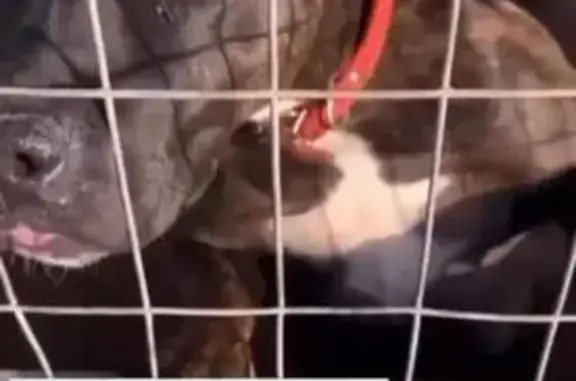 Найдена собака, Москва, фото: Найдена собака, Лесная ул., Москва