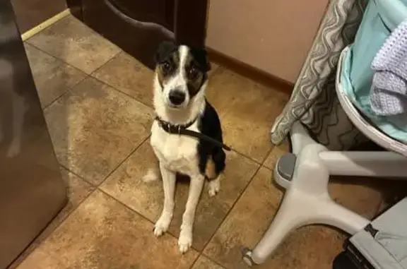 Найдена собака, Санкт-Петербург, фото: Собака найдена: Гражданская ул., СПб