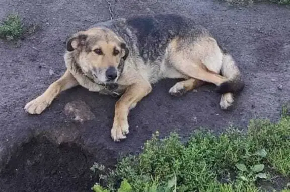 Собаки потеряшки, Ленинградская область, фото: Потеряшка собака, Волосово, Ленобласть