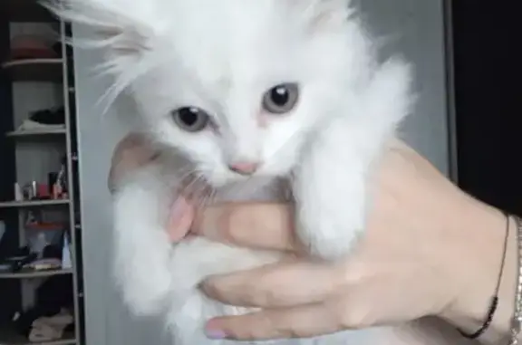 Кошка найдена: ул. Забалуева, Новосибирск - photo