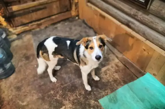 Собака найдена: 28К-0058, Тверская обл. - photo