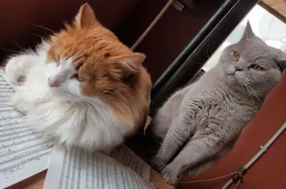 Кошки потеряшки, Псков, фото: Потеряшка кошка, ул. Н. Васильева, 59А, Псков