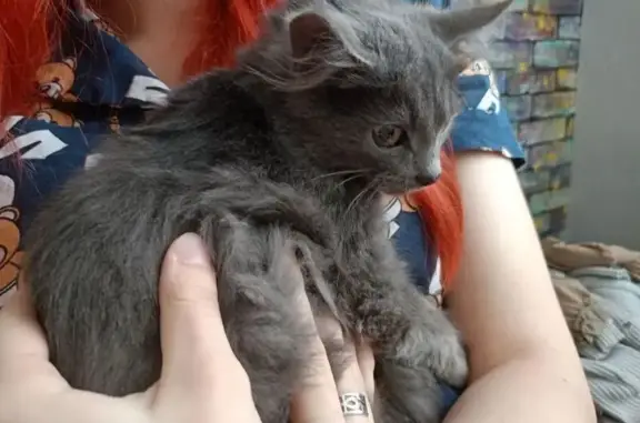 Пропала кошка, пр. Строителей, Зеленодольск