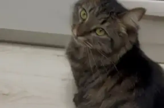 Пропала кошка, ул. Мира, 42, Кинель