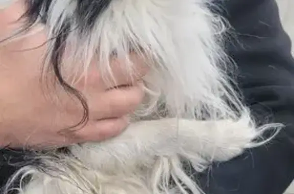 Объявления о пропавших и найденных животных, Москва, фото: Собака найдена на Варшавском шоссе, Москва