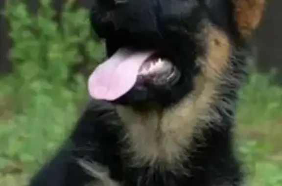 Пропала собака, Вокзальная 31, Ипатово