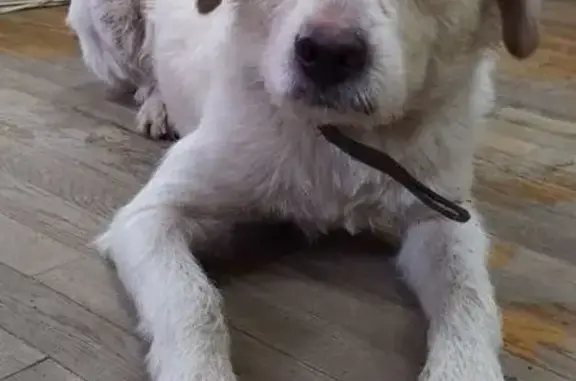 Найдена собака, Тула, фото: Найдена собака, ул. Болдина 98, Тула