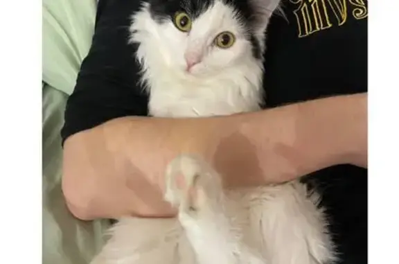 Пропал кот, Берёзовка, ул. Декабристов 8