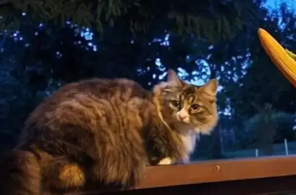 Пропала кошка на Комсомольской, 44