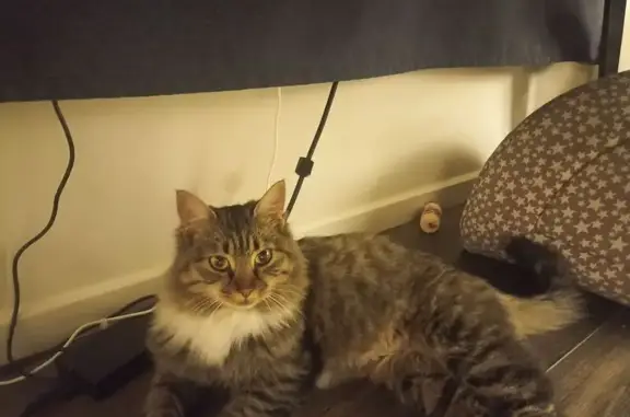 Найдена кошка, Ростов-на-Дону, фото: Найдена кошка, Измаильский пер. 39А с1