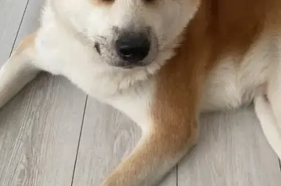 Пропала собака на ул. Трудящихся, Ростов-на-Дону