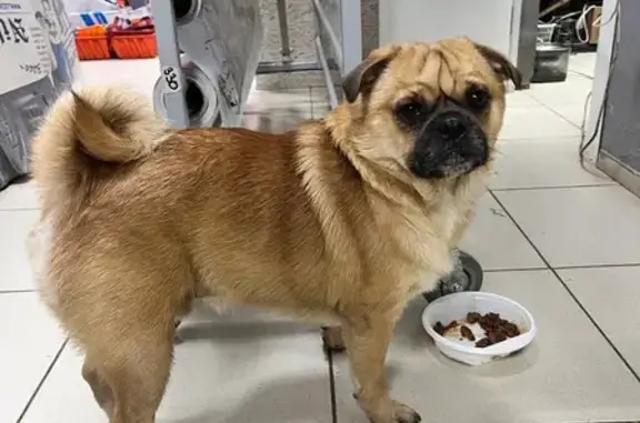 Найдена собака, Подольск, фото: Найдена собака, Подольск, Юных Ленинцев 34/2