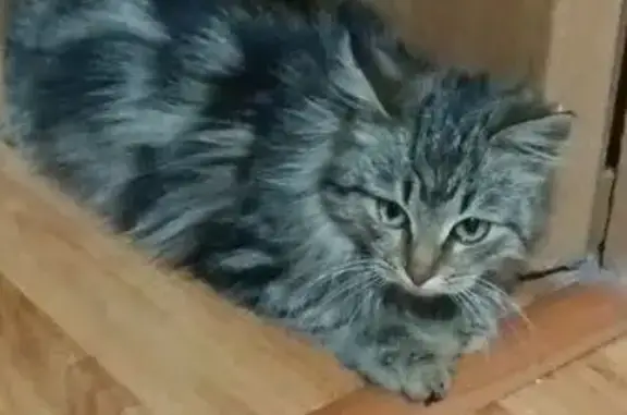 Найдена кошка, Москва, фото: Кошка найдена у ТЦ Рио, Б. Черёмушкинская, 1