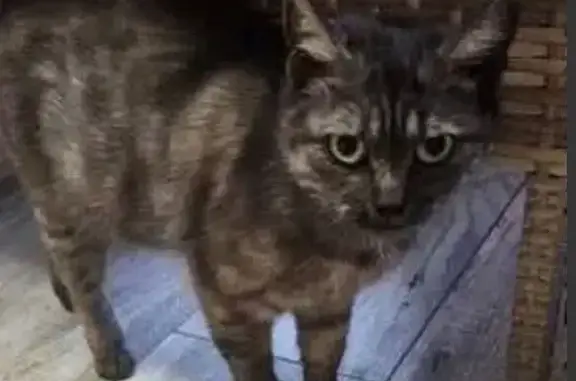 Пропала кошка, Курганье 46Н-13961