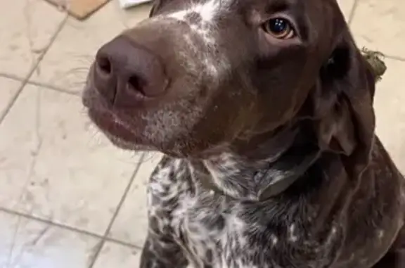 Найдена собака, Кострома, фото: Собака найдена: 5-й км, Кострома