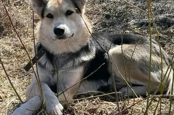 Собаки потеряшки, , фото: Потеряшка собака, 58К-346, Малая Листовка