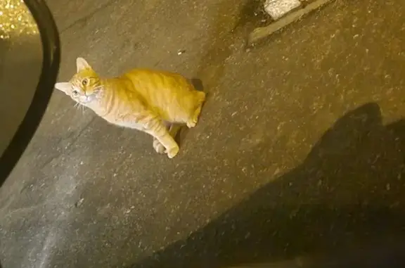 Найдена кошка, Саранск, фото: Кошка найдена: ул. Ульянова 22А, Саранск