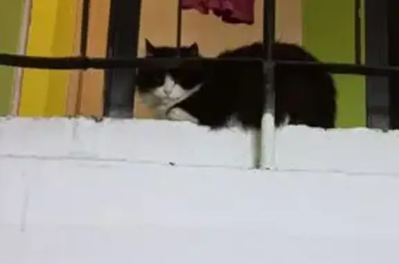 Найдена кошка, Дедовск, фото: Кошка найдена: ул. Войкова, 15, Дедовск