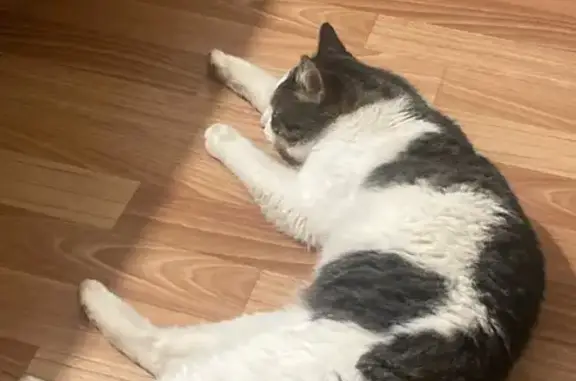 Найдена кошка, Казань, фото: Найдена кошка, пр. Победы 216Б, Казань