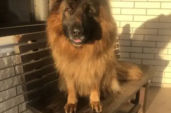 Собаки потеряшки, Московская область, фото: Потеряшка немецкая овчарка, Падиково