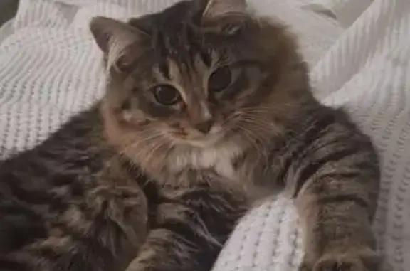 Найдена кошка, Казань, фото: Котик найден: Интернациональная, 9А к2, Казань