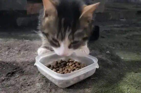 Найдена кошка, Санкт-Петербург, фото: Кошка найдена у Ленинский пр. 95 к2 СПб