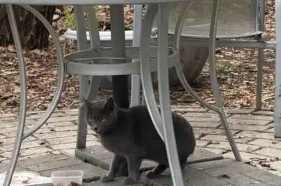 Найдена кошка, Химки, фото: Кошка найдена: ул. Маяковского, 10, Химки