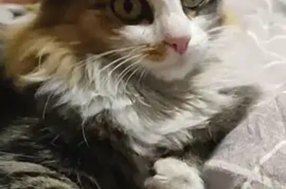 Объявления о пропавших и найденных животных, Улан-Удэ, фото: Кошка найдена: Столбовая 62, Улан-Удэ