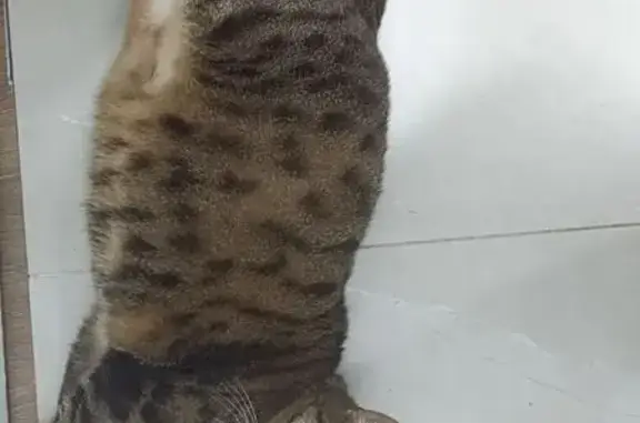 Кошки потеряшки, Сызрань, фото: Потеряшка кошка, Ударная ул., Сызрань