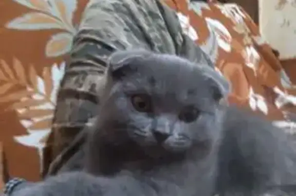 Кошки потеряшки, Приморско-Ахтарск, фото: Потеряшка кошка, ул. Ленина 72, Приморско-Ахтарск