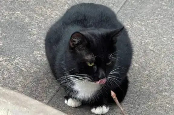 Найдена кошка, Москва, фото: Кошка найдена: Крутицкая наб., 23, Москва