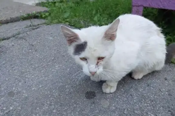 Пропала кошка, пр. Мира, 29, Чебоксары